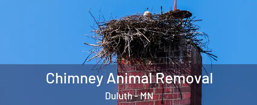 Chimney Animal Removal Duluth - MN